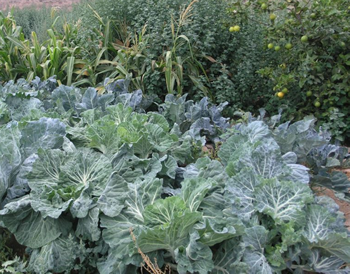 El Archipiélago Canario ha sido ruta de tránsito marítimo a lo largo de los últimos cinco siglos