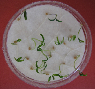 Conservación semillas