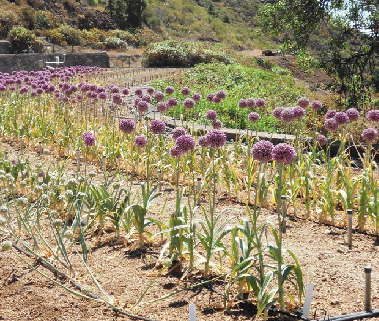 Conservación de plantas