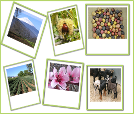 La Biodiversidad en Tenerife