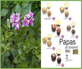 Las Papas en Canarias