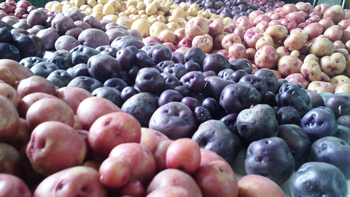 Recolección patatas