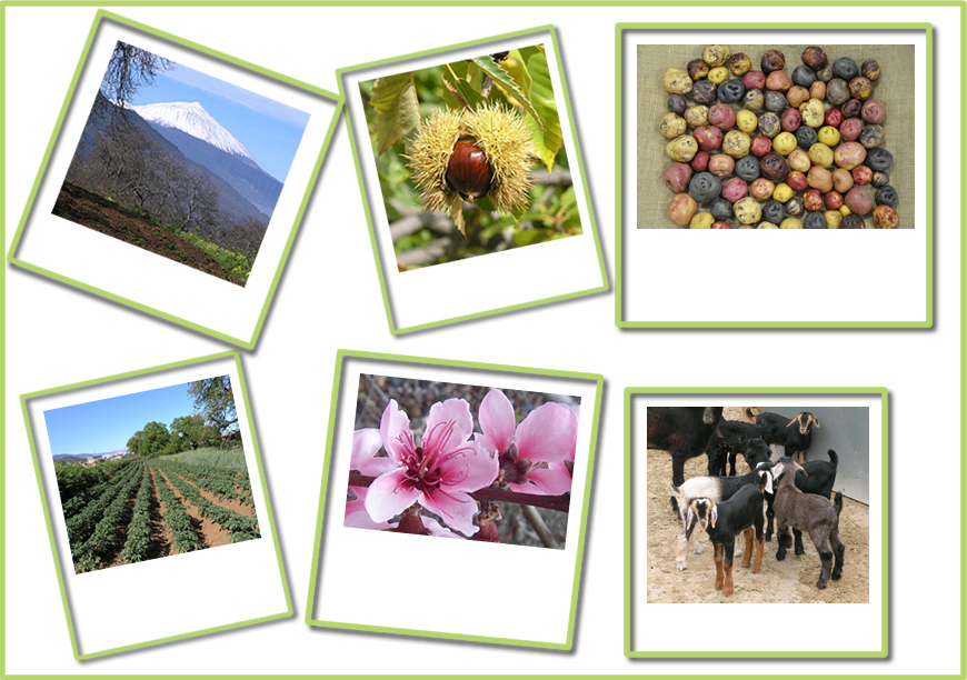 La Biodivaersidad en Tenerife