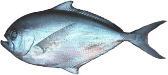 Palometa negra