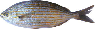 Salema