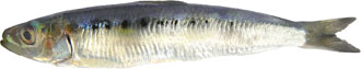 Sardina de ley