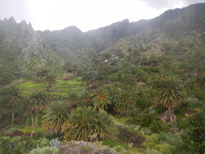 Ruta senderismo Albergue Anaga - Cresal - Palmeral San Andres