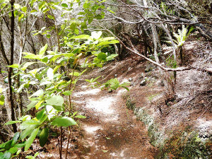 Ruta senderismo Albergue Anaga - Cresal - Vereda de Miguel
