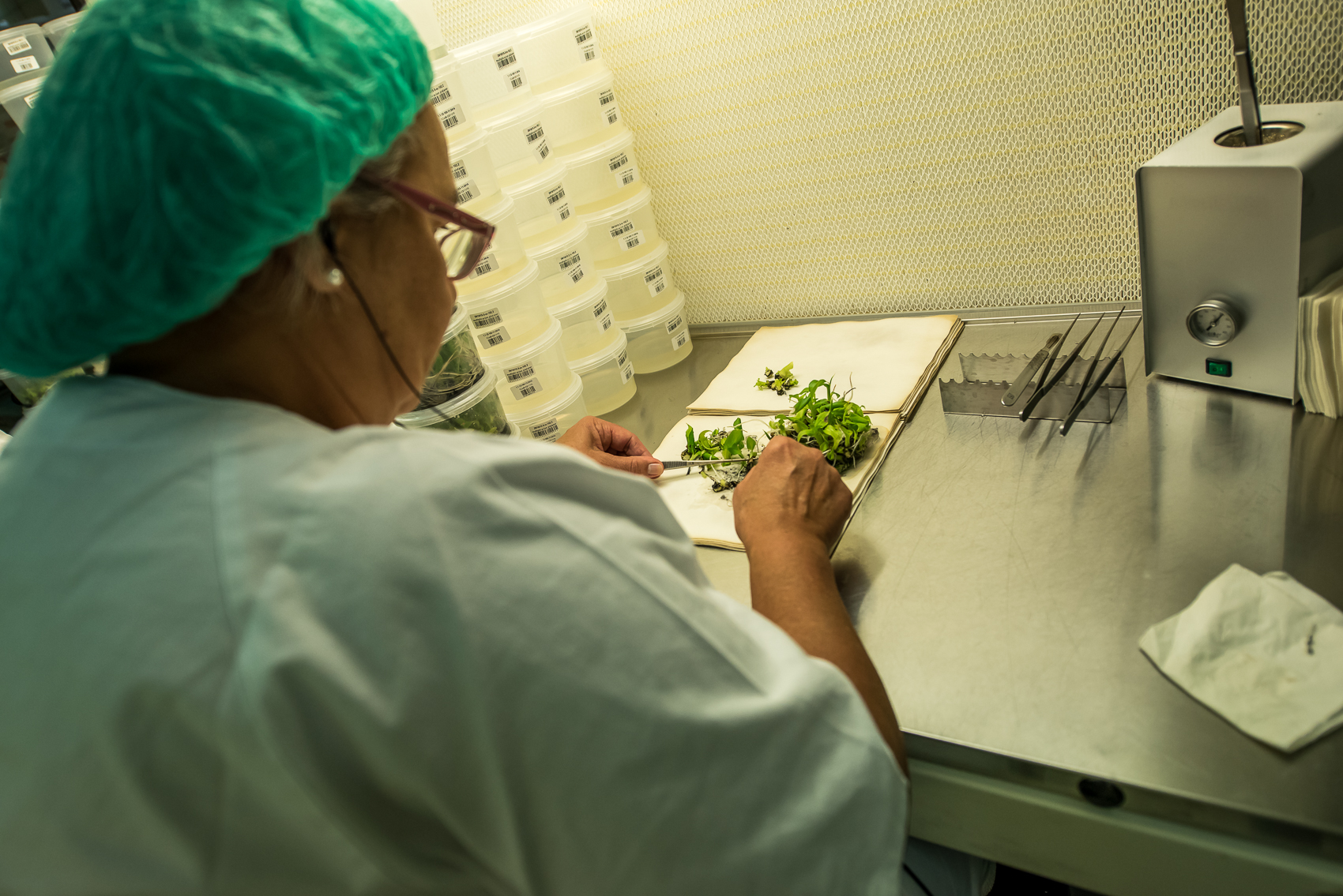 Una técnico trabaja una de las semillas que produce Cultesa