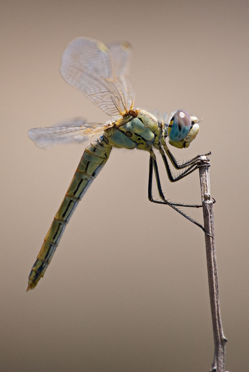 Sympetrum fonscolombii (Hembra). Las Chafiras, agosto 2012 A. Delgado