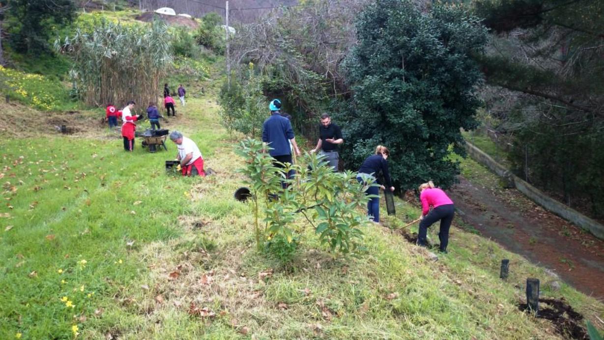 La Orotava-Repoblación La Resbala