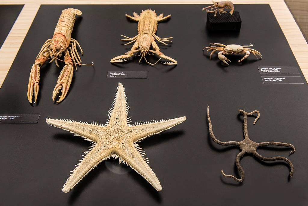 la trastienda del museo