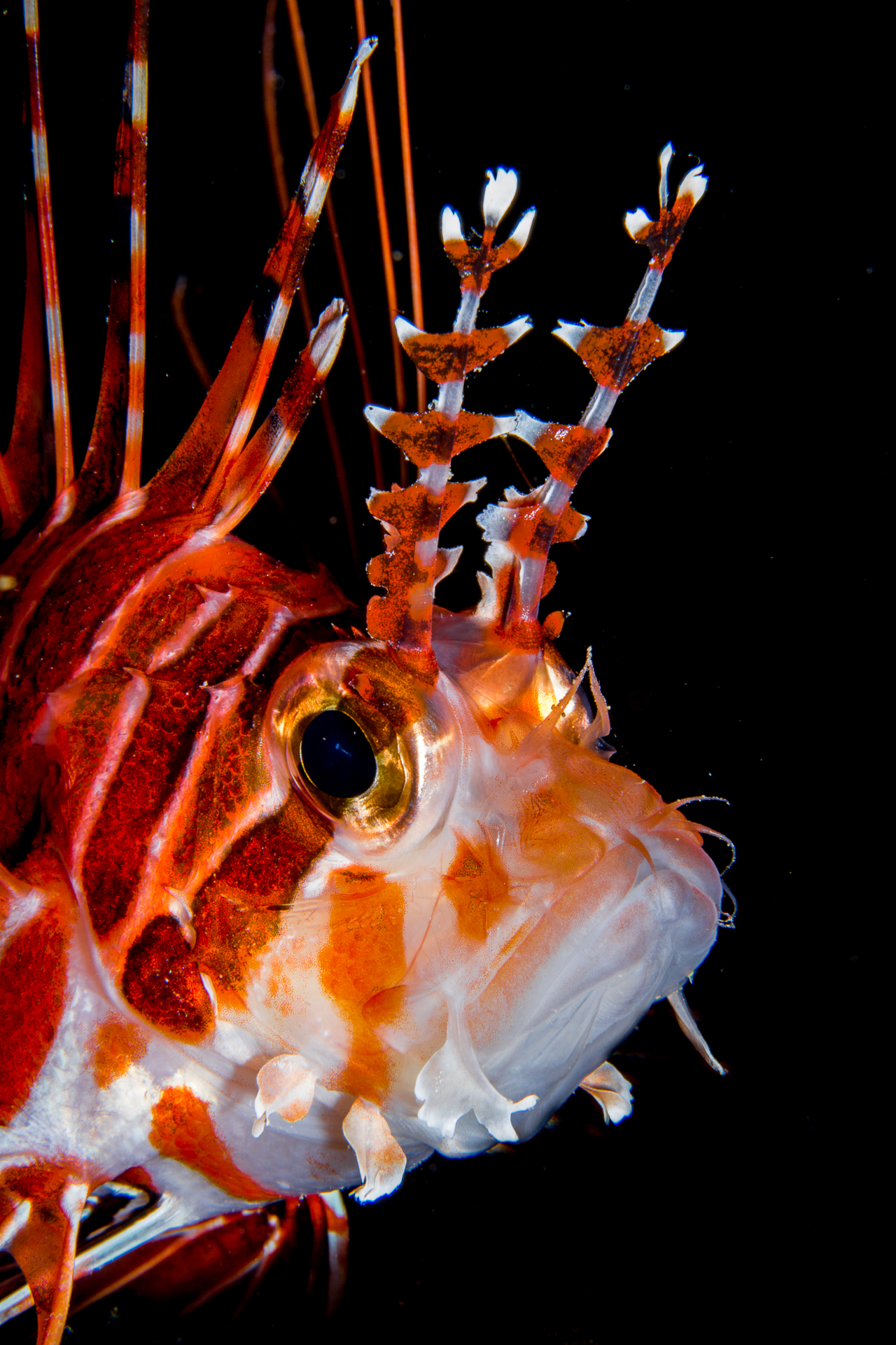 Una de las fotos de las pasadas ediciones