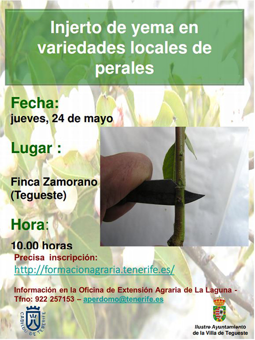 Tegueste acoge una charla sobre injerto de yema en variedades locales de perales