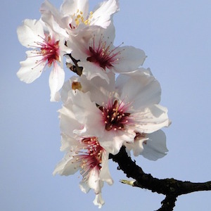 almendro-en-flor