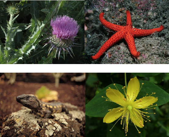 Fotografías de especies en peligro de extinción y de interés para los ecosistemas canarios. (Fuente: http://www.stridvall.se y http://www.bucearencanarias.es y http://www.canarias7.es y http://www.floradecanarias.com)